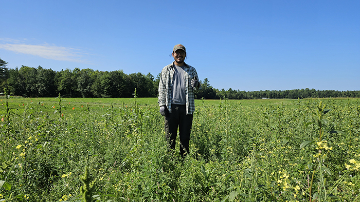 Weed control exerted by sunn hemp, comparing the incidence of sunn hemp (a) and weeds (b) with the height of UMaine research assistant, Mr. Marco Chusho.