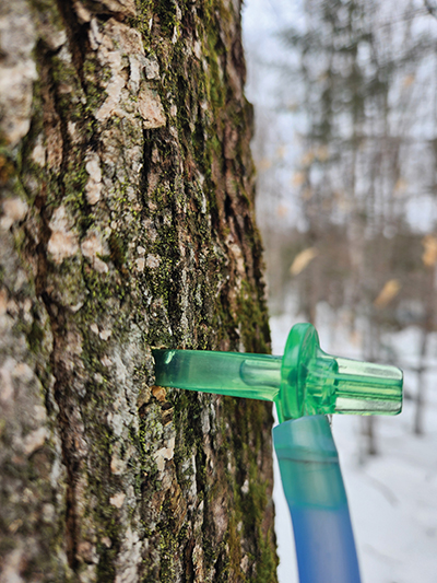 tubing for tapping maple trees