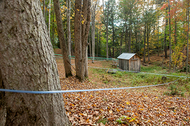 Maple syrup tubing strung between maple trees across woodlot.