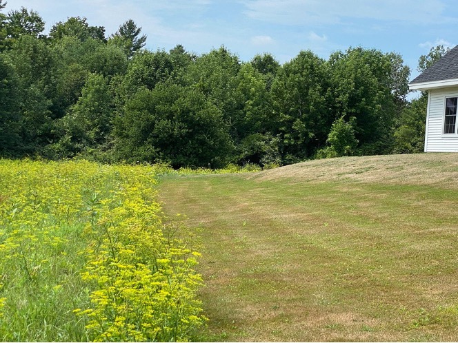 A view of a field of wild parsnip flowers next to a mowed lawn, white house in background.