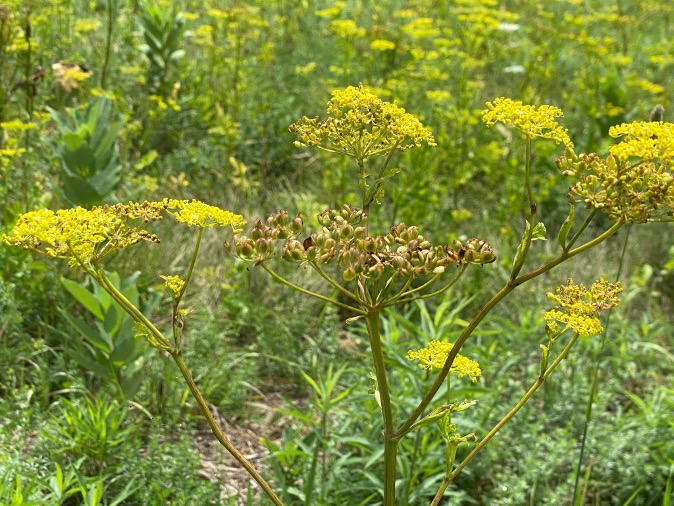 Close up view of wild parsnip, yellowish in color.