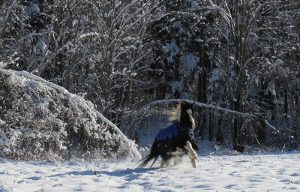 A black and white pony wearing blanket galloping through snow. Snow covered trees in the background