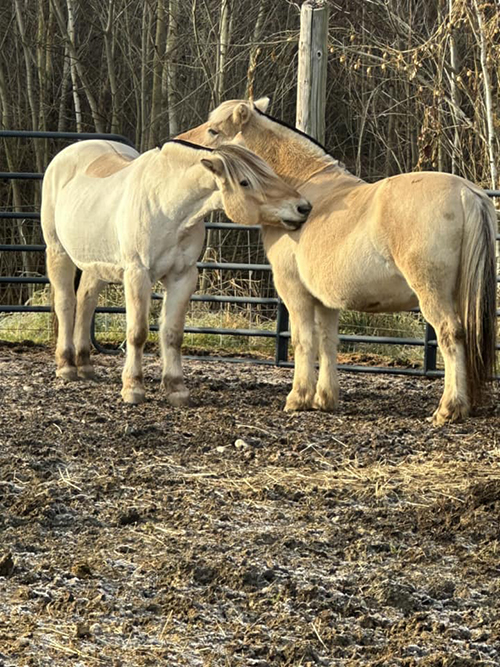 Two buckskin color horses with narrow black strip down their backside are nuzzling one another in a fenced in area. Trees in the background.