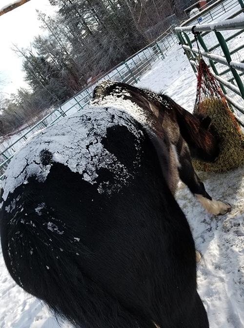 A black and brown horse in a snow covered fenced in area bent over eating.