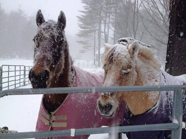 Two horses side by side at the fence on a snowy day. Horse on left is brown with pink coat. Horse on right is buckskin color with purple coat.