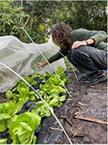 A female scooching down to water the lettuce growing under the cover.