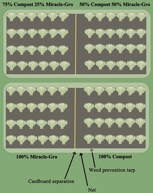 Figure 2 depicts a diagram of the experimental set-up in the Food Forest at FGCU. There are two plots, each further divided into two sub-plots, separated by cardboard. The plots have a pest prevention net surrounding them, as well as a weed prevention tarp. Each sub-plot has 24 lettuce plants. The top left sub-plot is the 75% Compost, 25% Miracle-Gro treatment. The top right sub-plot is the 50% Compost, 50% Miracle-Gro treatment. The bottom left sub-plot is the 100% Miracle-Gro treatment. The bottom right sub-plot is the 100% Compost treatment.