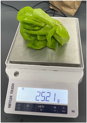 A head of lettuce sits on top of a food scale to be weighed.