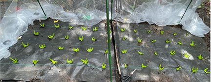 Figure 4: A crop of lettuce just beginning to sprout. This shows the progression of growth in 100% Compost plot (left) and 100% Miracle-Gro (right).