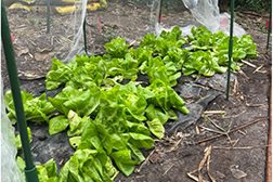 Figure 4: A crop of lettuce just beginning to sprout. This shows the progression of growth in 100% Compost plot (left) and 100% Miracle-Gro (right).