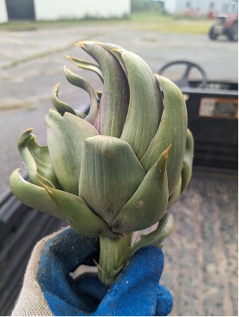 Figure 6. Malformed bud resulting from stink bug feeding