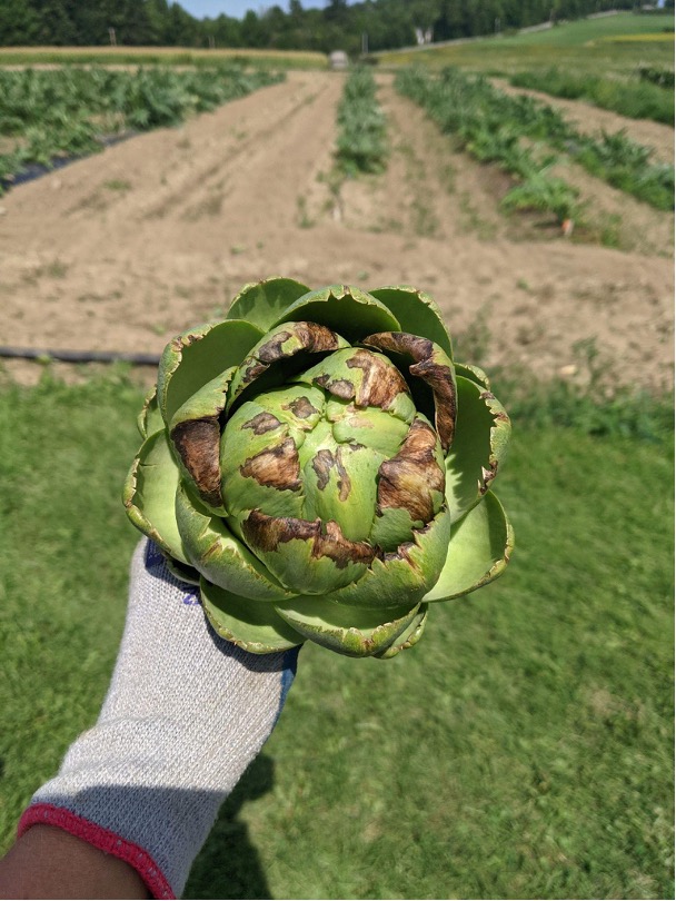 Figure 7. Gray mold (Botrytis cinerea) infection of artichoke bracts.