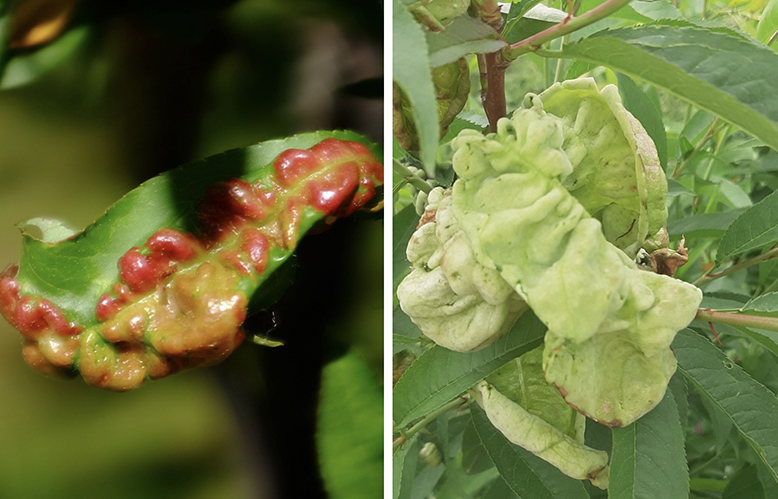 Figure 10. Peach leaves infected with peach leaf curl in spring (left) and later in summer (right).