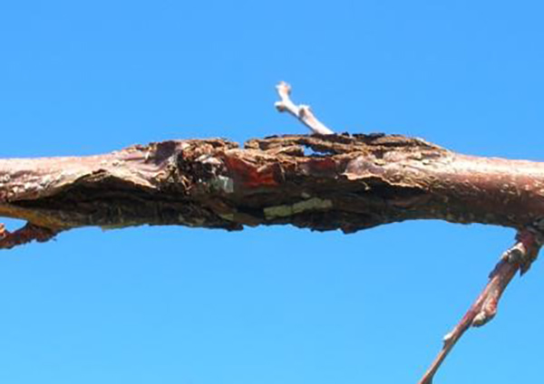 Figure 11. Branches with diseased cankers should be removed during pruning.