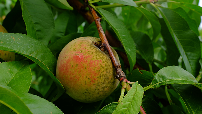 Figure 13. A peach fruit infected with peach scab disease.