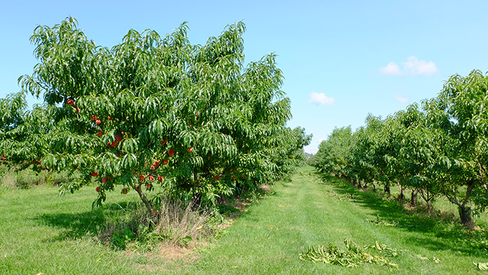 Figure 14. Peaches and other stone fruit trees are commonly trained to be short with four limbs growing outward from the center.