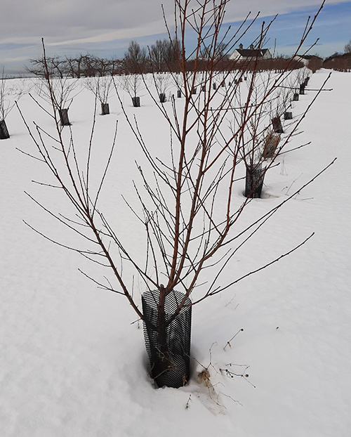 Figure 16. A 2-year-old peach tree pruned as an open center or vase-shaped tree.