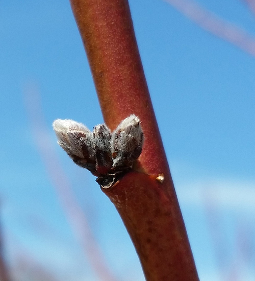 Figure 17. Two peach flower buds on either side of a leaf bud.
