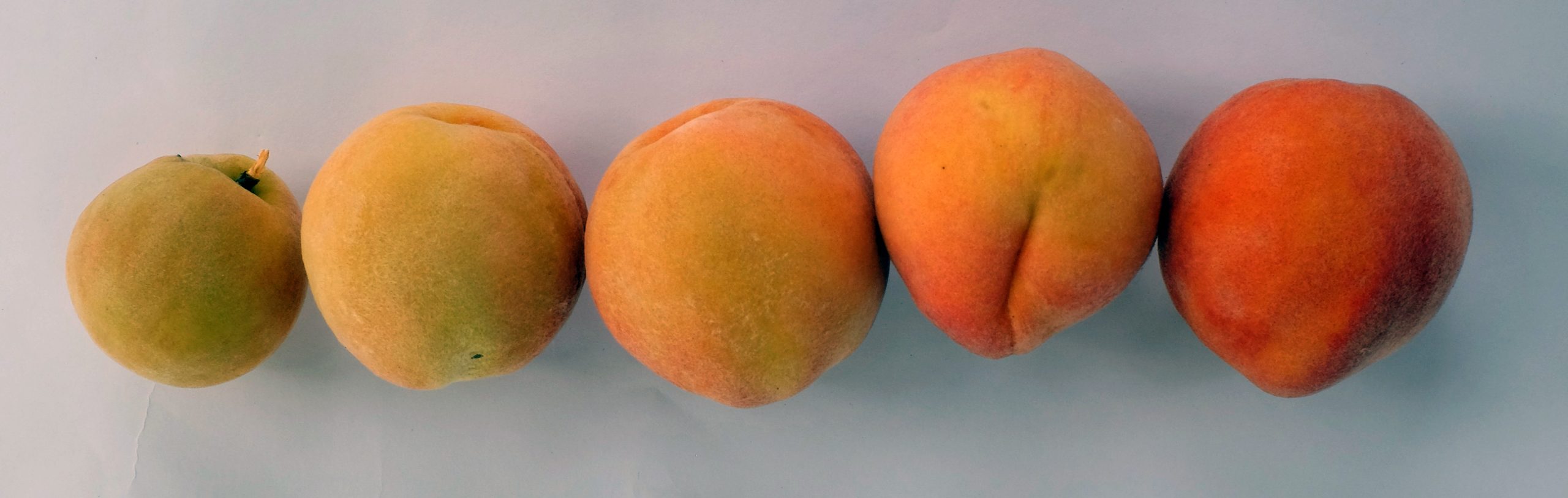 Figure 18. Peaches at different stages of ripeness from unripe (left) to fully ripe (right).