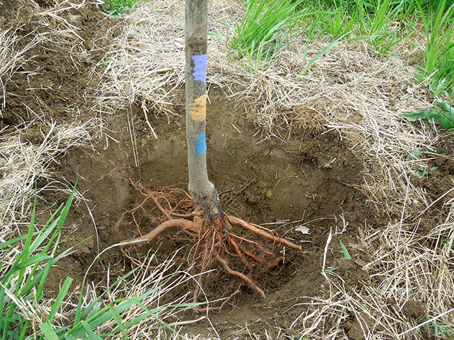 Fig. 5. The tap root of a peach tree.