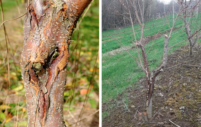 Figure 12. Cankers occur on the trunk following winter injury. In some cases, surrounding tissues heal. In severe cases, the trunk becomes invaded by bacteria or fungi that weaken the tree and lead to tree death.