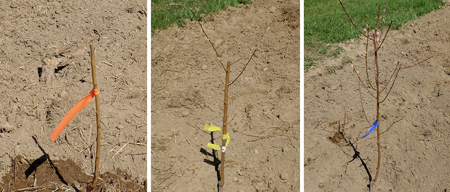 Figure 15. Different levels of pruning severity when planting trees.
