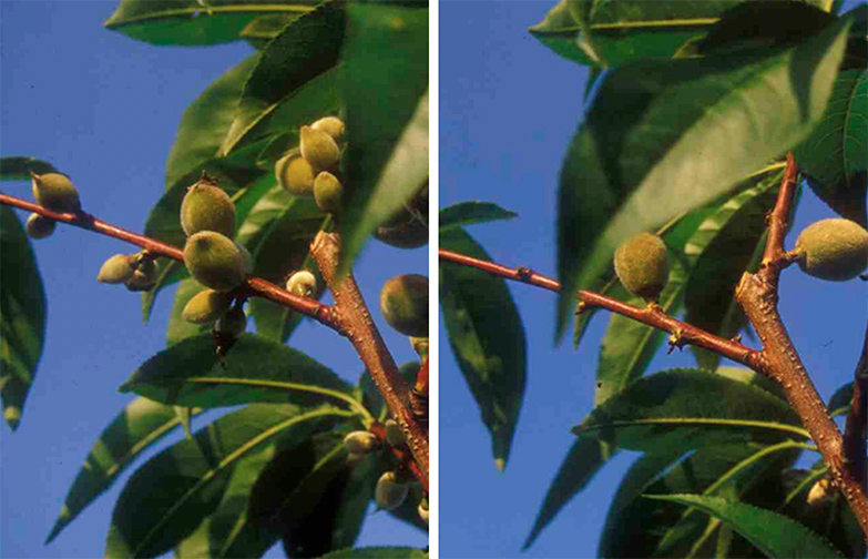 Figure 6. A peach branch before (left) and after (right) fruit thinning.