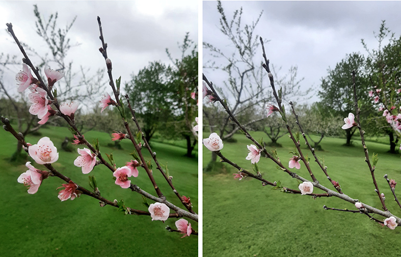 Figure 7. A peach shoot before (left) and after bloom (right) thinning.