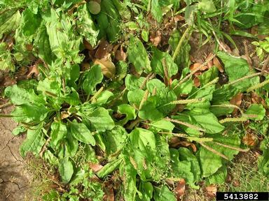 broadleaf plantain