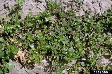 common purslane