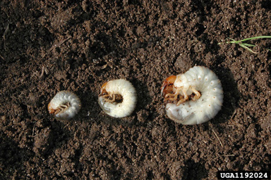three grubs, small to large, laying in dirt