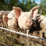 swine; photo by Edwin Remsberg