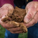 two hands holding healthy soil with worm in it