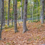 image of maple trees with sap tubing attached