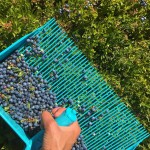 Raking blueberries