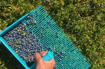 Raking blueberries