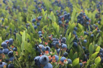 Blueberries ready for harvest