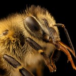 closeup of honey bee
