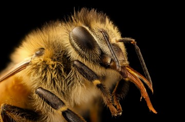 closeup of honey bee