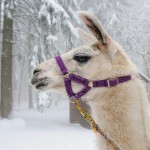 image of llama in snow