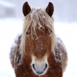 horse in snow