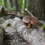 Image of mushrooms on a log in the woods