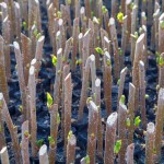 Image of young cuttings of woody propagation