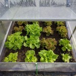image of a mini greenhouse with lettuce growing inside