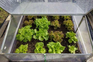 image of a mini greenhouse with lettuce growing inside
