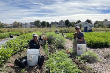 Master Gardener Volunteers harvesting carrots at Tidewater Farm