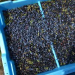 Blueberries in bin