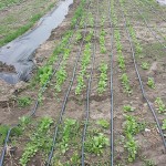 crop with drip irrigation 5 lines_donna_coffin