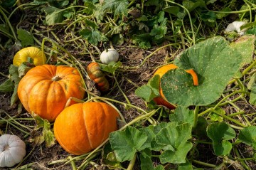 pumpkins in the field during autumn harves