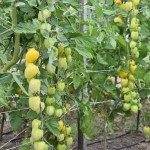 image of cherry tomatoes on the vine
